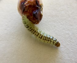 Photo 2. Caterpillar of bean pod borer, Maruca vitrata, feeding on a cowpea bean.