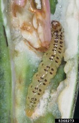 Photo 1. Caterpillar of bean pod borer, Maruca vitrata. Note, the two rows of dark dots on its back.