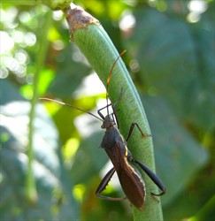Photo 4. Riptortus adult feeding on the seeds of long bean.