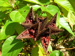 Photo 6. Fruit of Bixa, the lipstick tree. Observations on Malaita, Solomon Islands, suggest that Riptortus is attracted to the seeds of this shrub. If proven, it could be used as a companion plant.