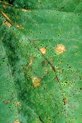 Photo 1. Rust, Uromyces vignae, on the upper surface of a long yard bean leaf.