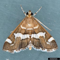 Photo 2. Adult beet webworm, Spolodea recurvalis, showing white bands on wings and abdomen.