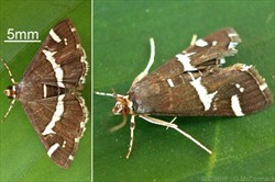 Photo 3. As in Photo 2, adult beet webworm, Spolodea recurvalis, showing white bands on wings and abdomen