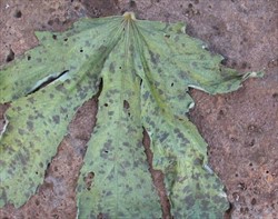 Photo 3. Upper surface of okra leaf showing dark patches of Pseudocercospora abelmoschi.