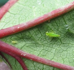 Photo 2. Close-up adult jassid, Amrasca ?devastans, on the underside of a bele leaf.
