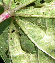 Photo 1. Adult jassid, Amrasca ?devastans, on the underside of a bele leaf.