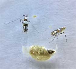 Photo 4. Adult bele leafminers, Acrocercops patellata, and pupa derived from mines on Malay apple, Syzygium malaccense.