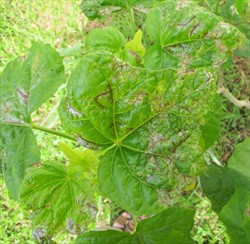 Photo 1. Mines and adjacent damage along veins covering most of the leaves of bele caused by the bele leaf miner, Acrocercops sp.