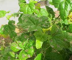 Photo 2. Extensive damage caused by the bele leaf miner, Acrocercops sp.
