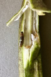 Photo 3. Damage to okra (Abelmoschus esculentus) by the bele shoot borer, Earias vittella.