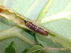 Photo 1. Caterpillar of Earias vittella in the stem of bele. Note it is brown with orange spots.