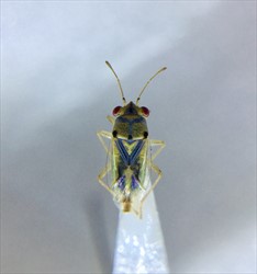 Photo 1. Adult big-eyed bug, Geocoris species (Fiji).