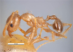 Photo 1. Side view of 'major' worker, big-headed ant, Pheidole megacephala.