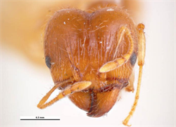 Photo 2. Front view, head of 'major' worker, big-headed ant, Pheidole megacephala.