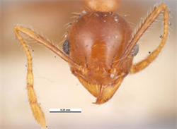 Photo 3. Front view, head of 'minor' worker, big-headed ant, Pheidole megacephala.