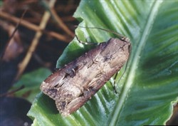 Photo 3. Adult moth of the black cutworm, Agrotis ipsilon. Note the small curved (kidney-shaped) patterns towards the tips of the wings and black dagger-like marks through them.