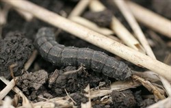 Photo 1. Mature larva of black cutworm, Agrotis ipsilon. Note the wide light coloured band down the back.