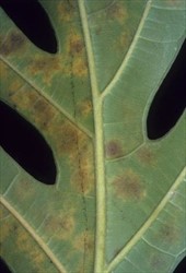 Photo 1. Leaf blotches on the underside of breadfruit, producing spores of Pseudocercospora artocarpicola.