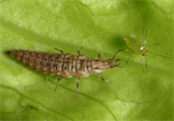 Photo 4. Larva of a brown lacewing, Micromus tasmaniae. Note, the pincer-like mouth parts.