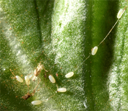 Photo 3. Eggs of brown lacewing, Micromus tasmaniae, fastened to a spider web.