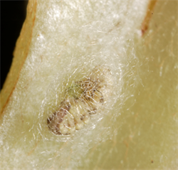 Photo 5. A pupa of a brown lacewing, Micromus tasmaniae.