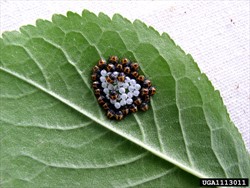 Photo 1. Eggs of the marmorated stink bug, Halyomorpha halys, with first stage nymphs.
