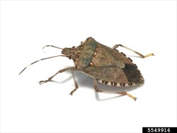 Photo 4. Adult marmorated stink bug, Halyomorpha halys. Note the black and white markings to the outer edge of the body.