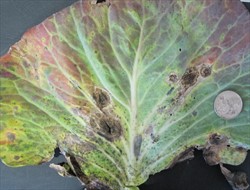Photo 2. Cabbage leaf spot, possibly Alternaria brassicicola, showing dark brown areas where spores are forming, and a large spot (lower left) with a crack in the centre; later, the crack will widen and the centre of the spot will fall out becoming similar to Photo 5.