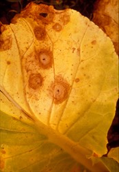 Photo 1. Roughly circular leaf spots, with concentric rings, mostly between the veins on cabbage caused by black leaf spot, Alternaria brassicicola.