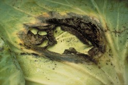 Photo 4. Single leaf spot on a cabbage leaf caused by Alternaria brassicicola, showing the "shot-hole" effect: the centre of the spot rots and falls out. A yellow margin or halo is also seen.
