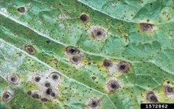 Photo 3. Spots of black leaf spot, Alternaria brassicicola, on Chinese cabbage.