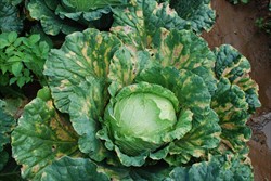 Photo 4. Severe infection of cabbage leaves by the black rot bacterium, Xanthomonas campestris pv. campestris.
