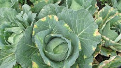 Photo 3. Multiple infections at the margins of cabbage leaves by the black rot bacterium, Xanthomonas campestris pv. campestris.