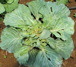 Photo 2. The result of damage caused by the cabbage webworm, Hellula ?undalis, as shown in Photo 1. The terminal shoot has been destroyed and side shoots have developed producing many small clusters of leaves.