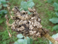 Photo 3. Galls on the roots typical of infection by club root, Plasmodiophora brassicae. Not the last of fine roots.