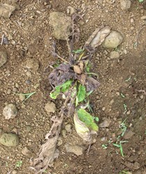 Photo 2. Leaves yellow, wilt and rot due to club root, Plasmodiophora brassicae.