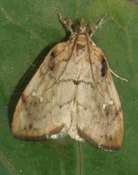 Photo 2. Adult of the cabbage heart-centre moth, Crocidolomia pavonana.