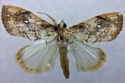 Photo 3. Adult of the cabbage heart-centre moth, Crocidolomia pavonana, displayed to show wing patterns.