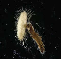 Photo 8. Cotesia vestalis inside its silken cocoon, close to the remains of a dead diamondback moth larva.
