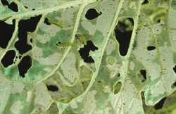 Photo 2. Holes in a cabbage leaf caused by larvae of diamondback moth, Plutella xylostella.