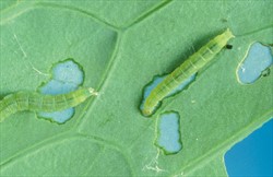 Photo 1. Young caterpillars of diamond backmoth, Plutella xylostella, eat from the underside of the leaf to the top layer of wax.