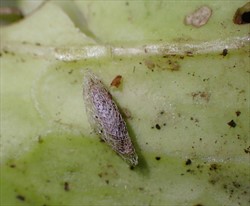Photo 10. Pupa of diamondback moth, Plutella xylostella, parasitised by Diadegma semiclausum.