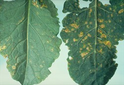 Photo 1. Older leaves of cabbage seedlings showing speckled appearance caused by downy mildew, Hyaloperonospora parasitica.