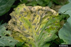 Photo 3. Grey leaf spot, Alternaria brassicae on cabbage.