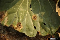 Photo 2. Grey leaf spot, Alternaria brassicae, on cabbage. Note the concentric rings typical of Alternaria infections.
