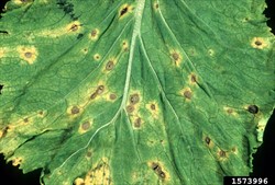 Photo 1. Cabbage grey leaf spot, Alternaria brassicae.