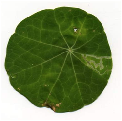 Photo 1. Mines in the leaf of garden nasturtium (Tropaeolum majus) caused by Liriomyza brassicae.