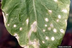 Photo 1. Pale brown or white spots of light leaf spot on turnip, Cercospora brassicicola.