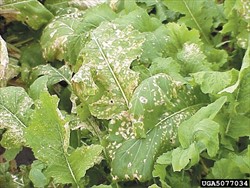 Photo 2. Initial infection of light leaf spot, Cercospora brassicicola, which appears as pale brown spots. Spots soon coalesce and may drop out of the leaf.
