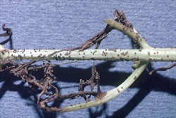 Photo 1. Sclerotia of Rhizoctonia on stem and leaves of carrot.